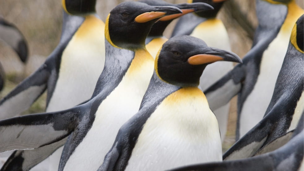 Family day out at Chester Zoo, near Liverpool